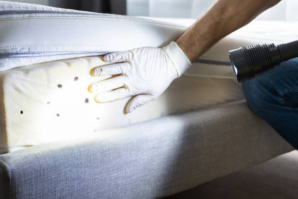 Best Affordable Pest Control Services  in Colquitt, GA
